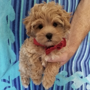 puppies for sale in boca raton