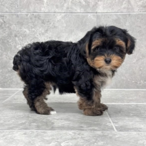 puppies for sale in boca raton