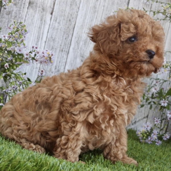 puppies for sale in boca raton