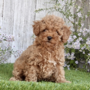 puppies for sale in boca raton