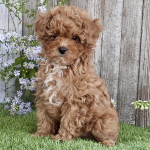 puppies for sale in boca raton