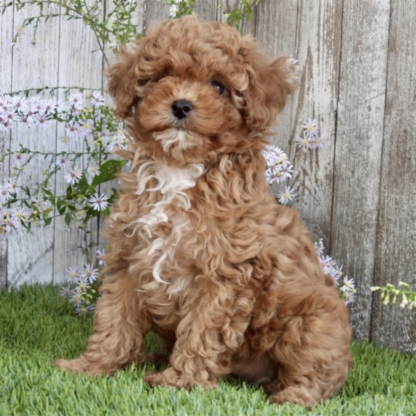 puppies for sale in boca raton