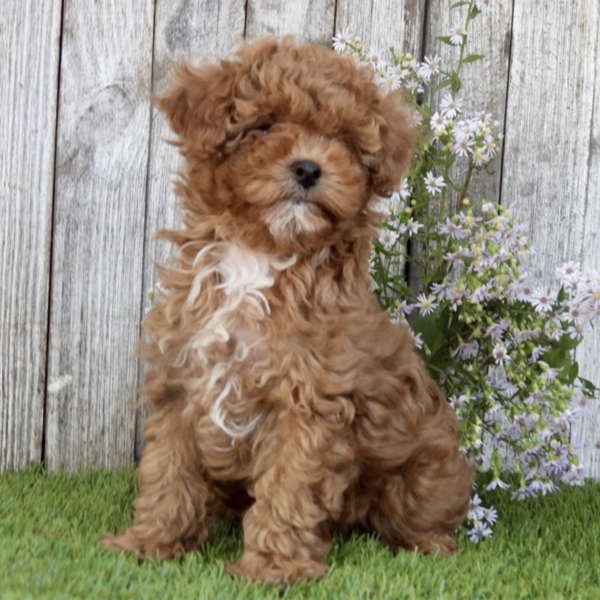 puppies for sale in boca raton