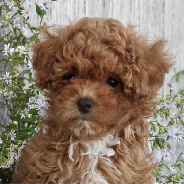 puppies for sale in boca raton