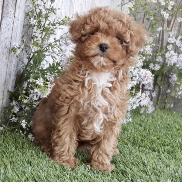 puppies for sale in boca raton