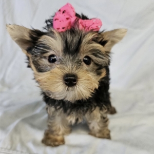 puppies for sale in boca raton