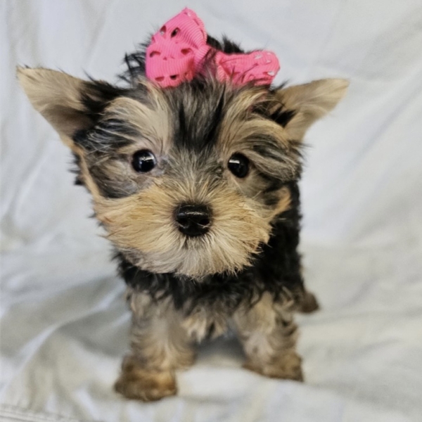 puppies for sale in boca raton