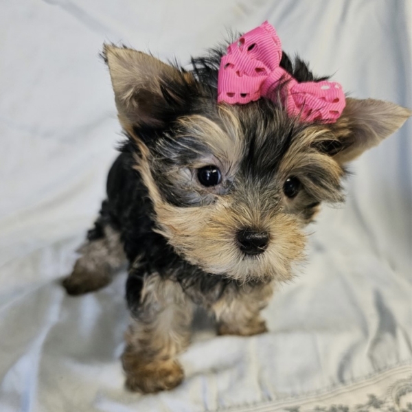 puppies for sale in boca raton