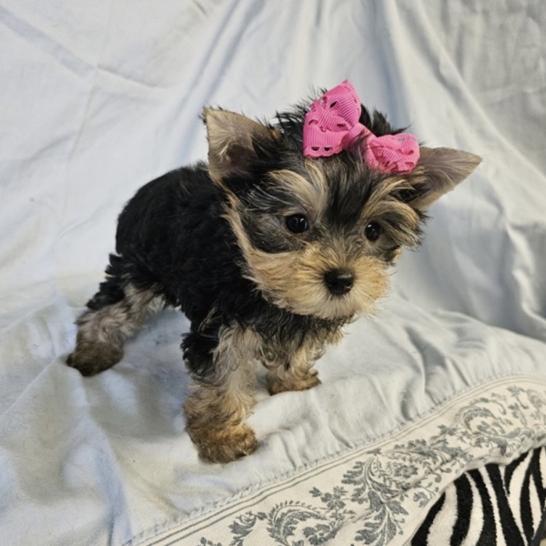 puppies for sale in boca raton