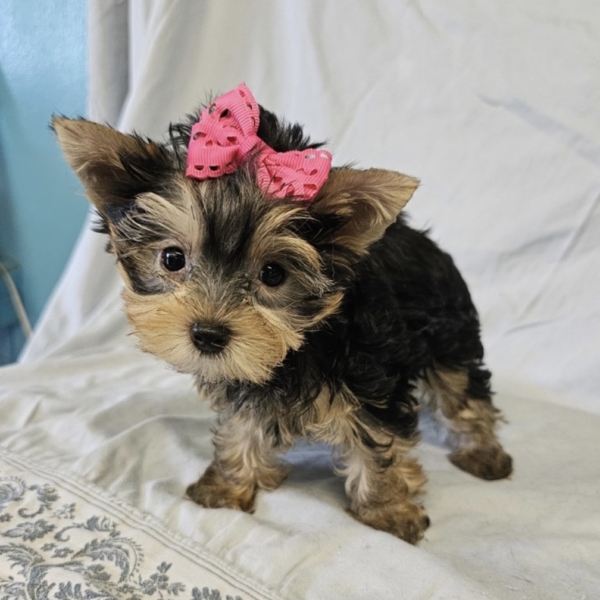 puppies for sale in boca raton