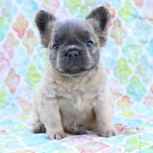 puppies for sale in boca raton