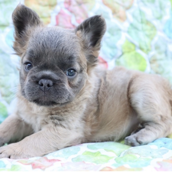puppies for sale in boca raton