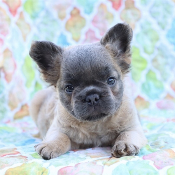 puppies for sale in boca raton