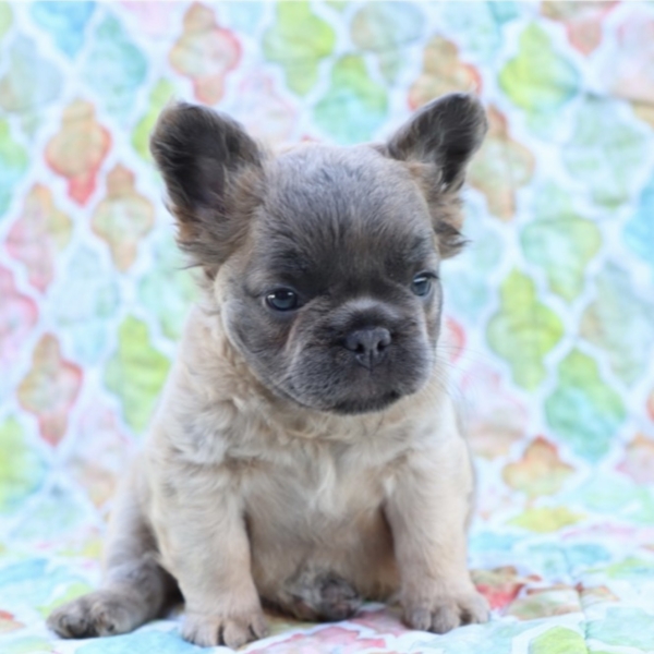 puppies for sale in boca raton