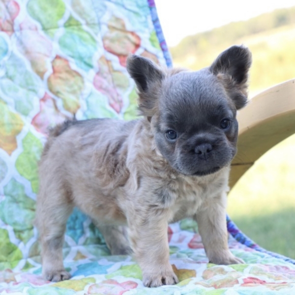 puppies for sale in boca raton