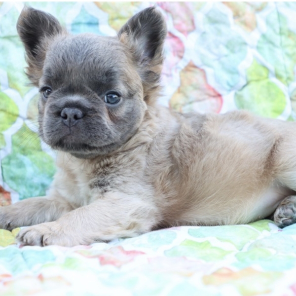puppies for sale in boca raton