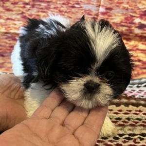 puppies for sale in boca raton