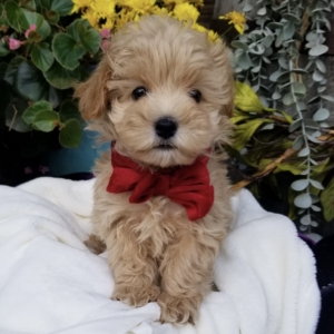puppies for sale in boca raton