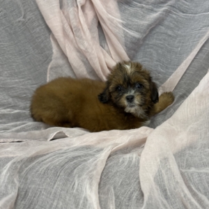 puppies for sale in boca raton