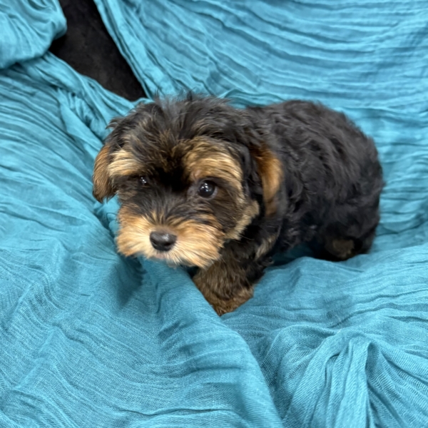 puppies for sale in boca raton