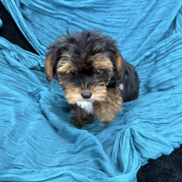 puppies for sale in boca raton