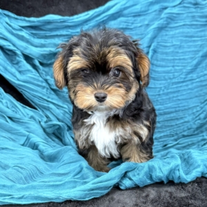 puppies for sale in boca raton