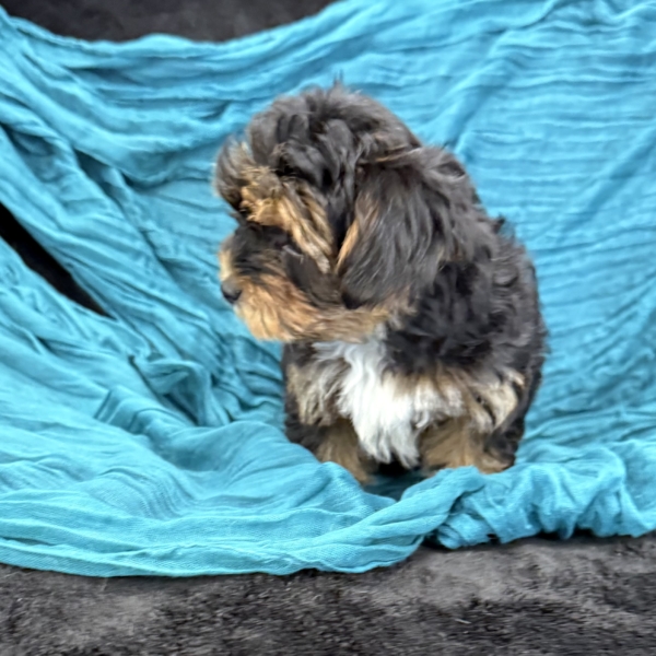 puppies for sale in boca raton