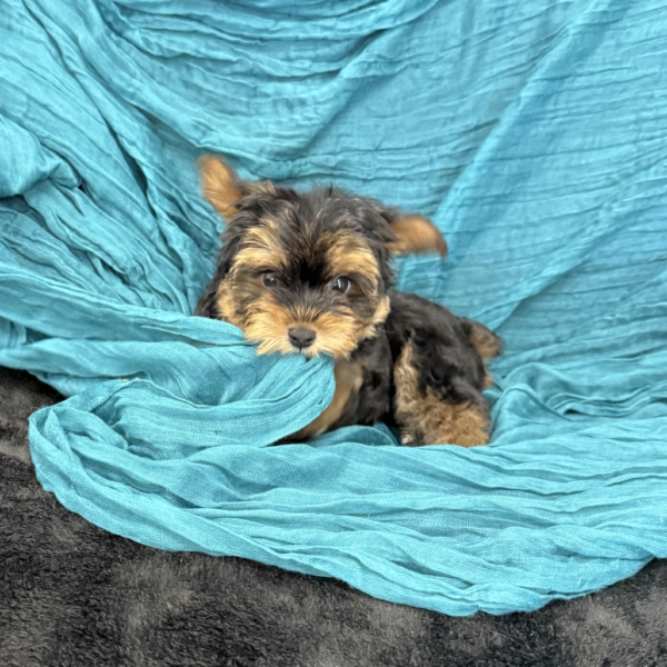 puppies for sale in boca raton
