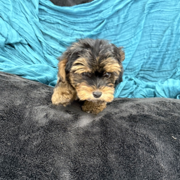 puppies for sale in boca raton