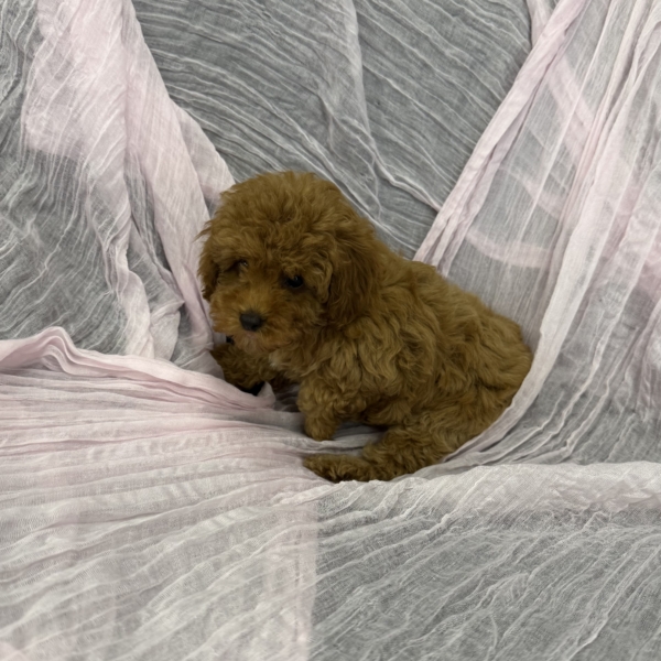 puppies for sale in boca raton