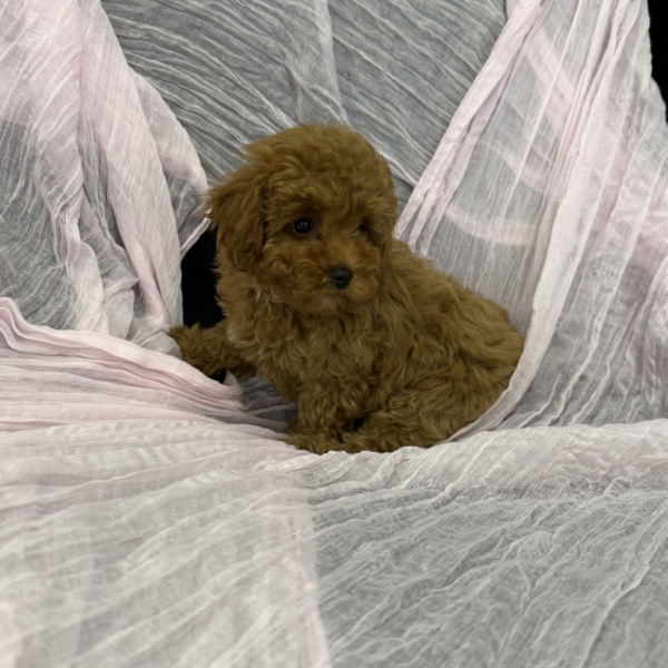 puppies for sale in boca raton