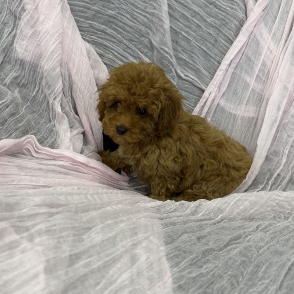 puppies for sale in boca raton