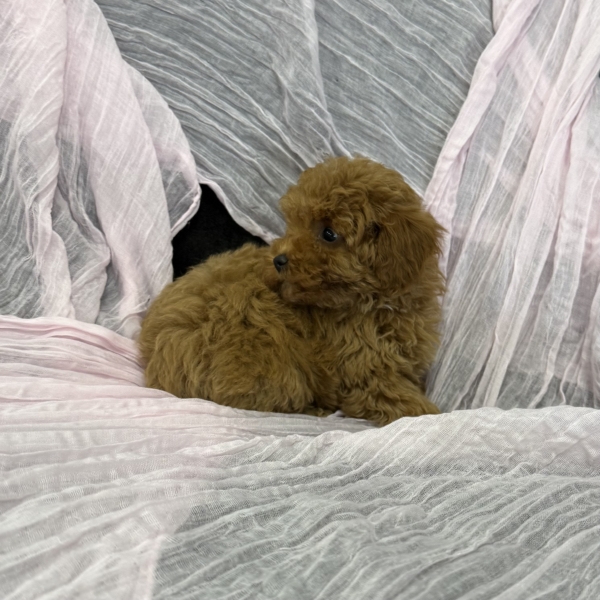puppies for sale in boca raton