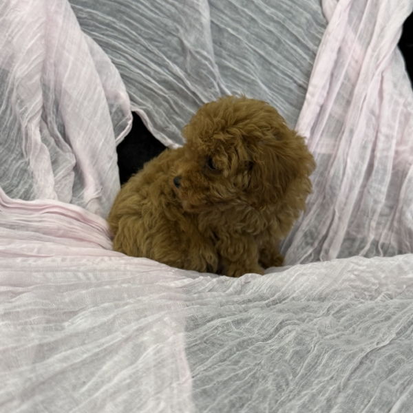 puppies for sale in boca raton