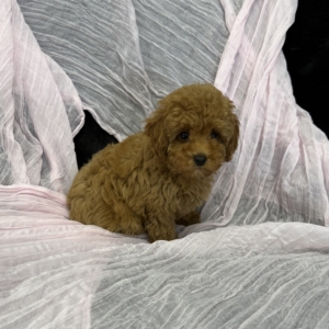 puppies for sale in boca raton