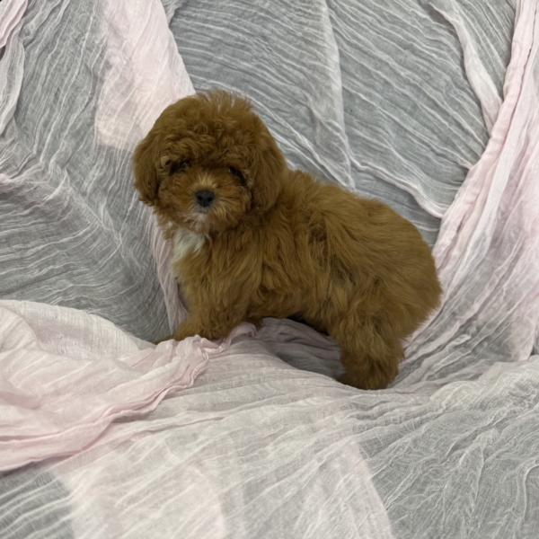 puppies for sale in boca raton