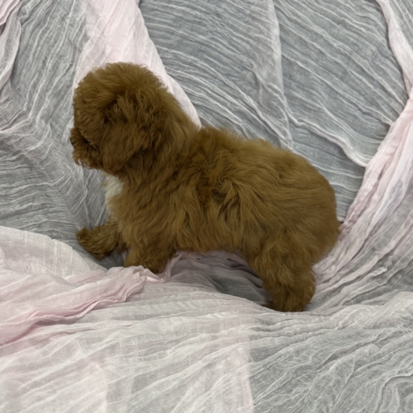 puppies for sale in boca raton