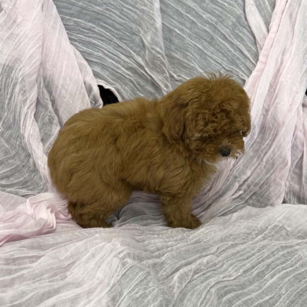 puppies for sale in boca raton
