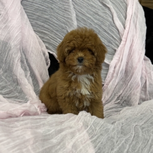 puppies for sale in boca raton