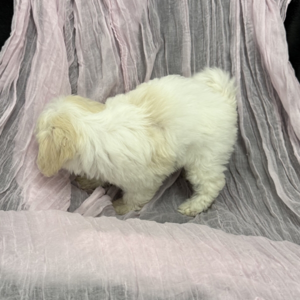 puppies for sale in boca raton