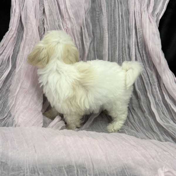 puppies for sale in boca raton