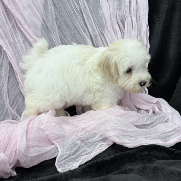 puppies for sale in boca raton