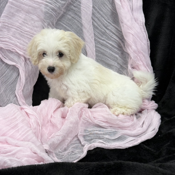 puppies for sale in boca raton