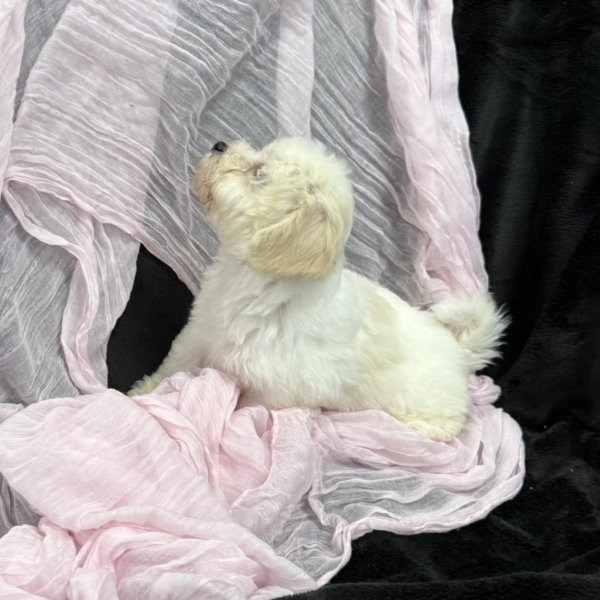 puppies for sale in boca raton