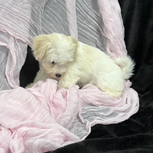 puppies for sale in boca raton