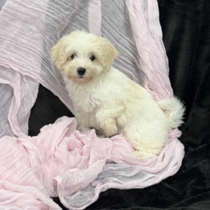 puppies for sale in boca raton