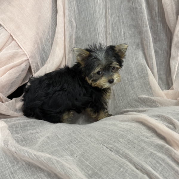puppies for sale in boca raton