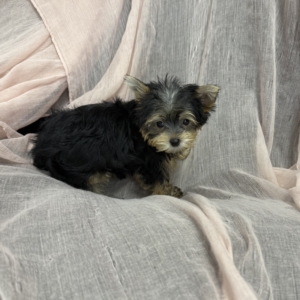 puppies for sale in boca raton