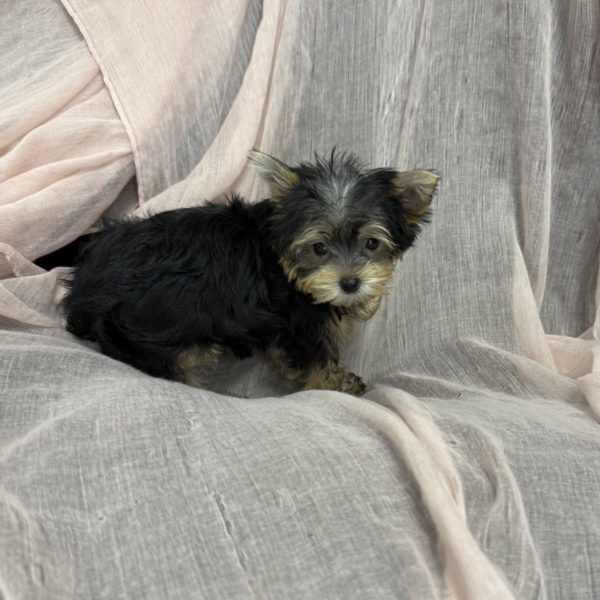 puppies for sale in boca raton