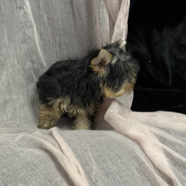 puppies for sale in boca raton